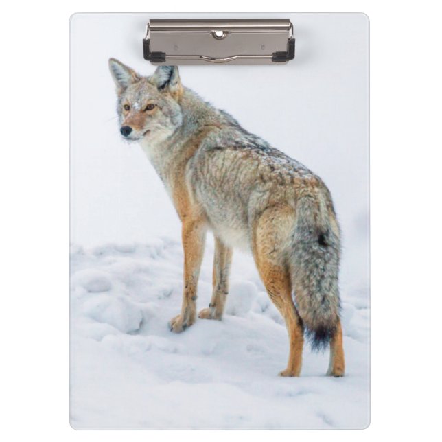 Coyote im Schnee Klemmbrett (Vorderseite)