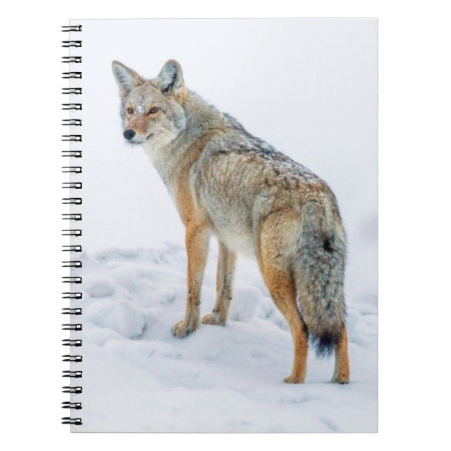 Coyote im Schnee Notizblock (Vorderseite)
