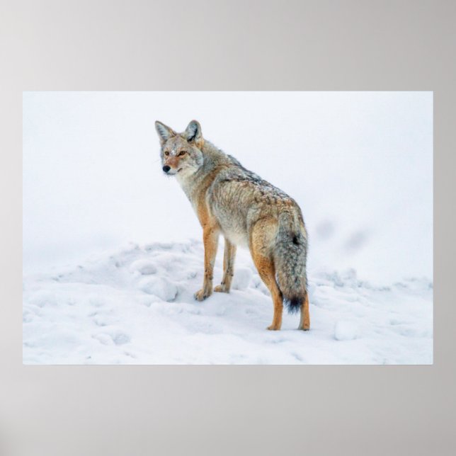 Coyote im Schnee Poster (Vorne)