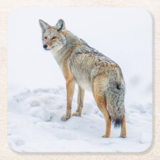 Coyote im Schnee Rechteckiger Pappuntersetzer (Vorderseite)