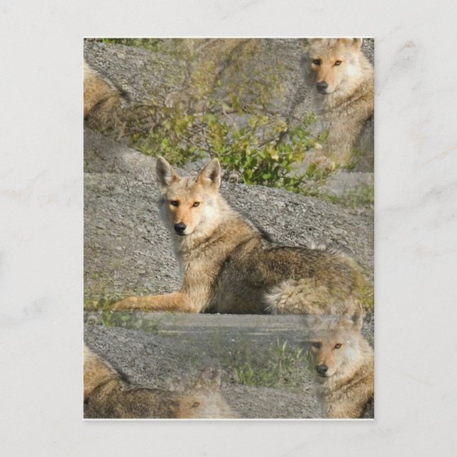 Coyote Images Postkarte (Vorderseite)