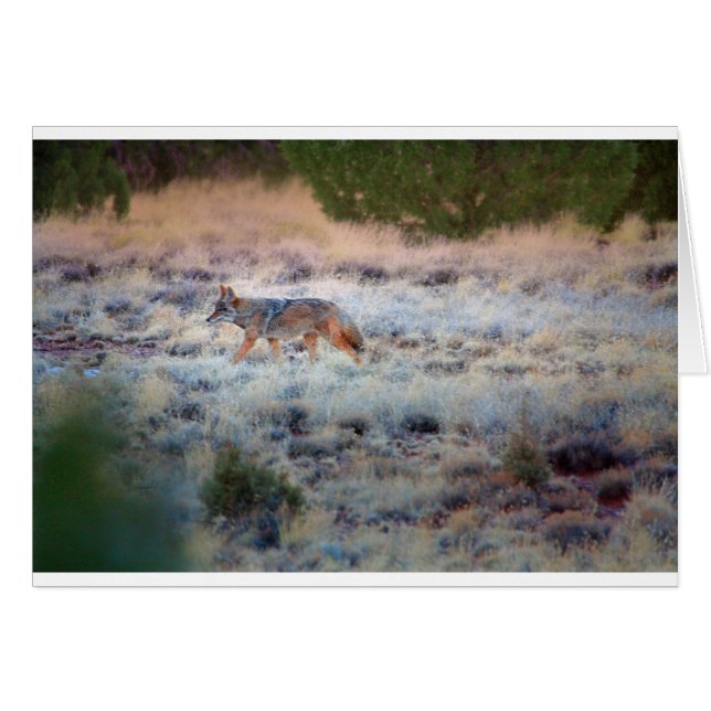 Coyote in der Abenddämmerung (Vorderseite (Horizontal))
