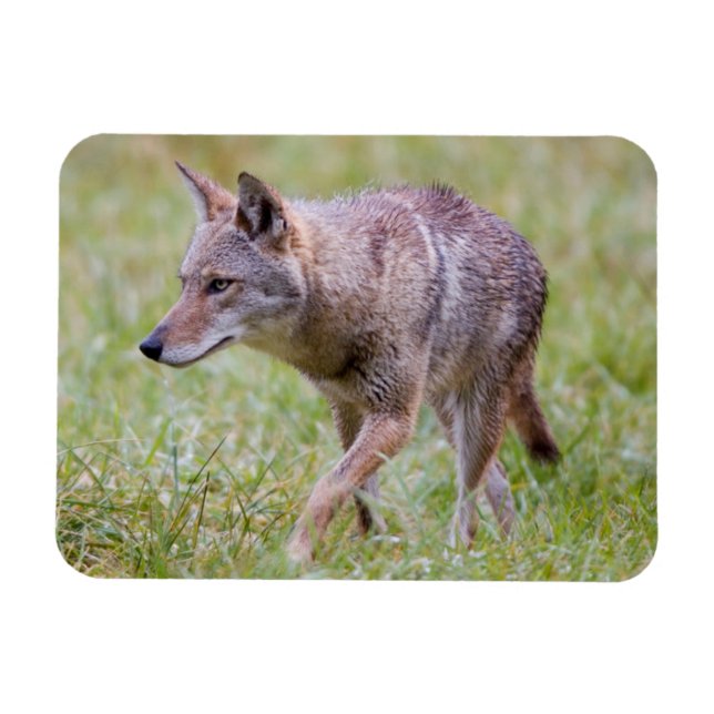 Coyote in field, Cades Cove Magnet (Horizontal)