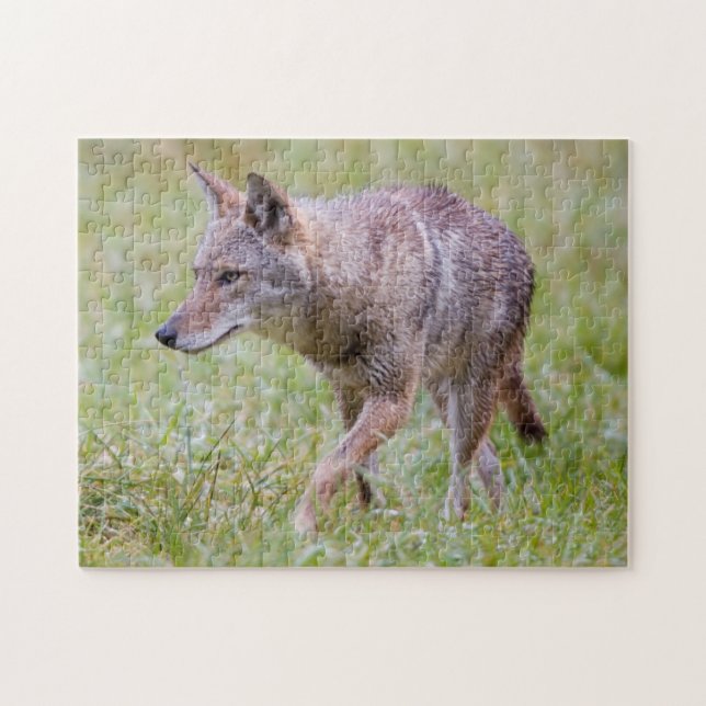 Coyote in field, Cades Cove Puzzle (Horizontal)