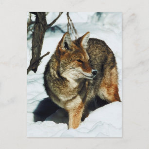 Coyote in Snow Postkarte