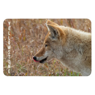 Coyote Lamar Valley Yellowstone Nationalpark Magnet