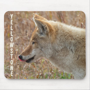 Coyote Lamar Valley Yellowstone Nationalpark Mousepad