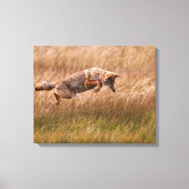 Coyote Leaping - Gibbon Meadows Leinwanddruck (Vorderseite)