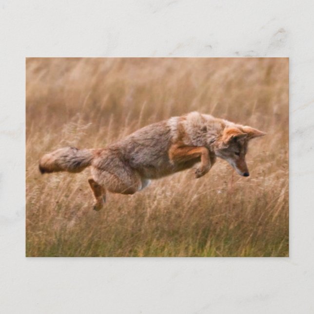Coyote Leaping - Gibbon Meadows Postkarte (Vorderseite)