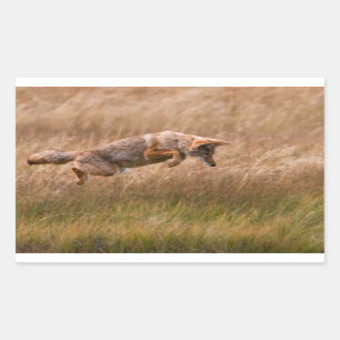 Coyote Leaping - Gibbon Meadows Rechteckiger Aufkleber