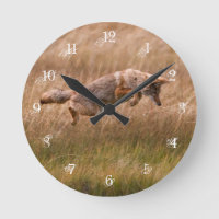 Coyote Leaping - Gibbon Meadows