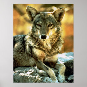 Coyote Lovers Geschenke Poster