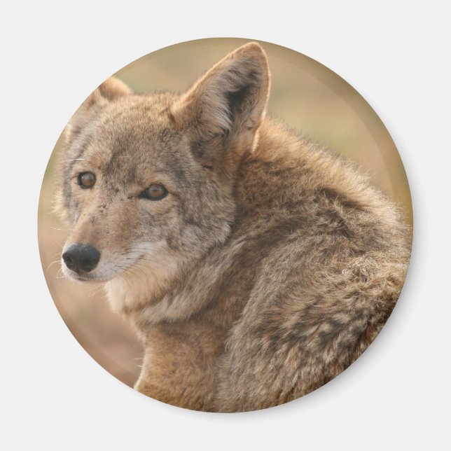 Coyote Magnet (Vorne)