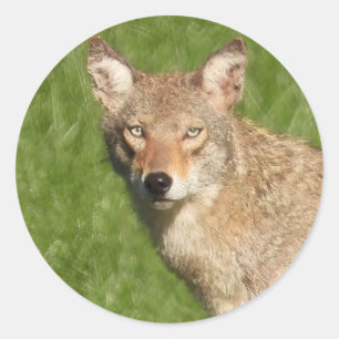 Coyote nah bis klassischer Rundaufkleber Runder Aufkleber