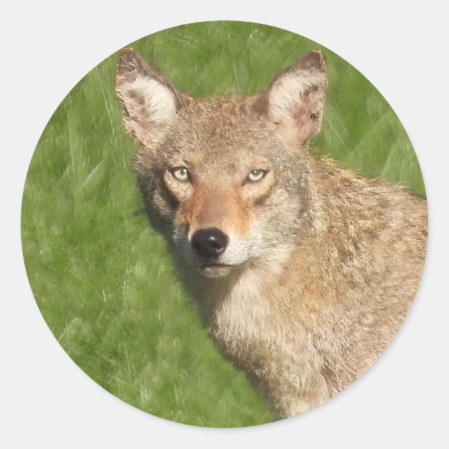 Coyote nah bis klassischer Rundaufkleber Runder Aufkleber (Vorderseite)