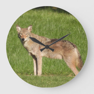 Coyote nah große wanduhr