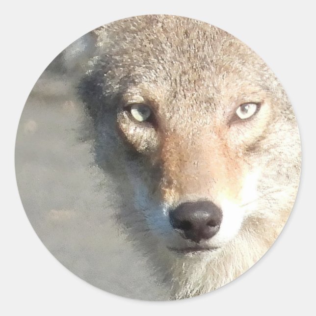Coyote nah runder aufkleber (Vorderseite)