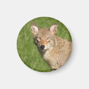 Coyote nah up classic magnet