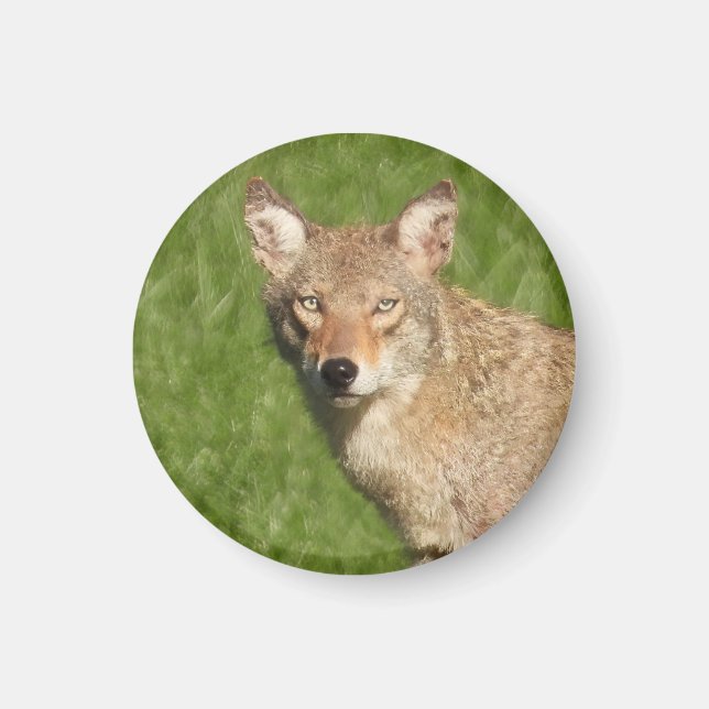 Coyote nah up classic magnet (Vorne)