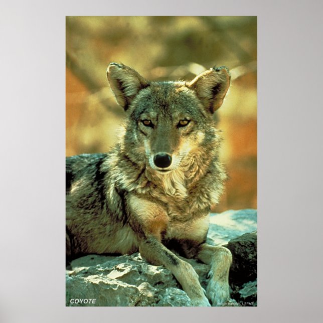 Coyote Poster (Vorne)