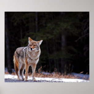 Coyote Poster oder Print
