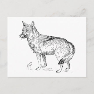 Coyote Postkarte