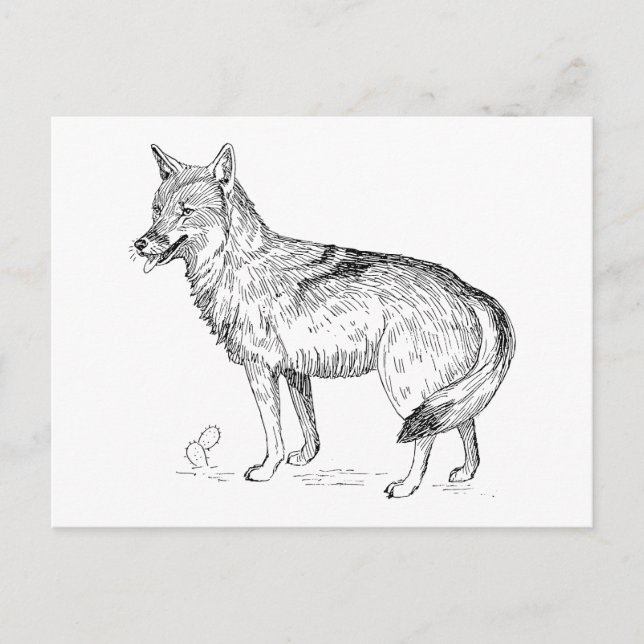 Coyote Postkarte (Vorderseite)