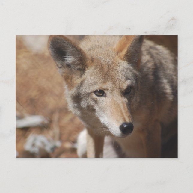 Coyote Postkarte (Vorderseite)