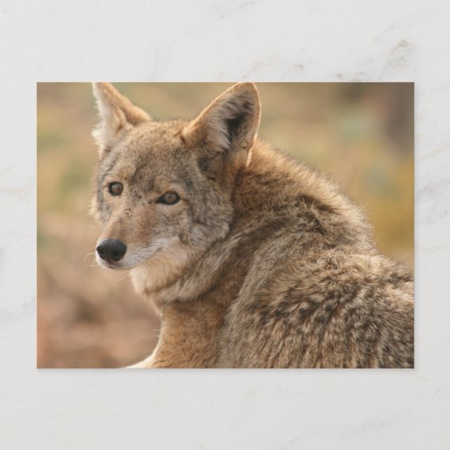 Coyote Postkarte (Vorderseite)