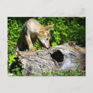 Coyote Pup - Was ist in diesem Protokoll? Postkarte