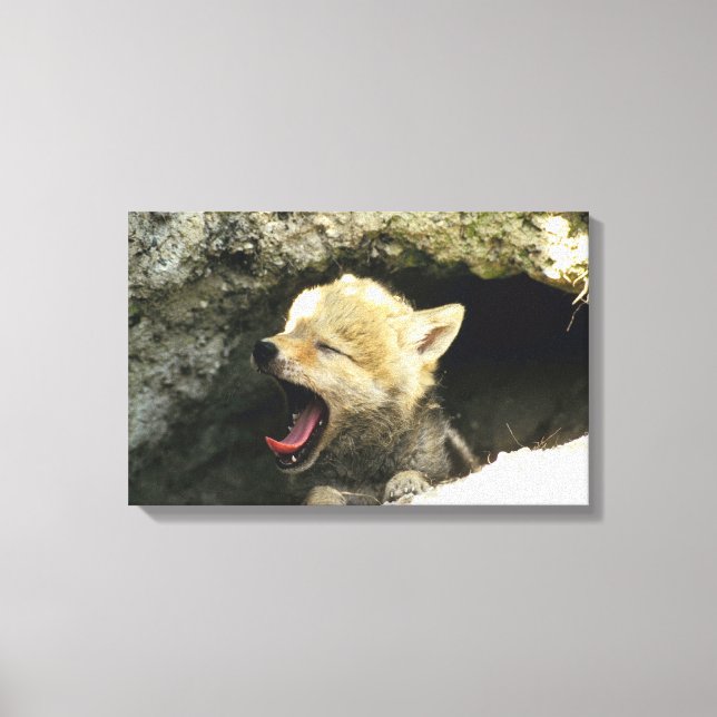 Coyote pup yawning leinwanddruck (Vorderseite)