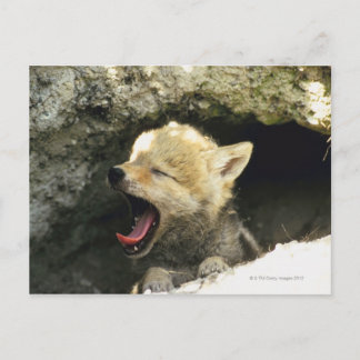 Coyote pup yawning postkarte
