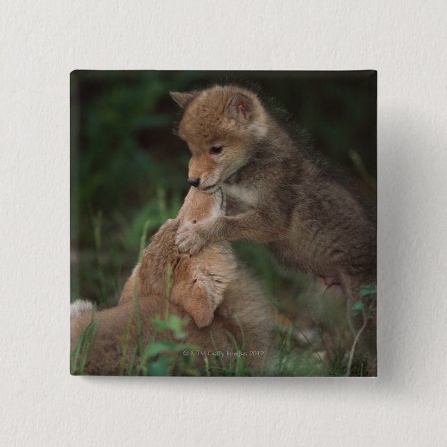 Coyote Puppies Wrestling (Canis Latrans) Button (Vorderseite)