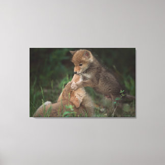 Coyote Puppies Wrestling (Canis Latrans) Leinwanddruck