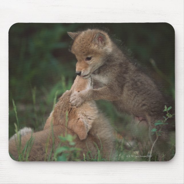 Coyote Puppies Wrestling (Canis Latrans) Mousepad (Vorne)