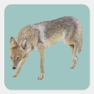 Coyote Quadratischer Aufkleber