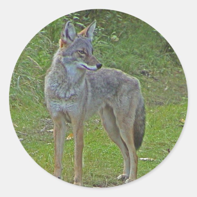 Coyote (Seitenansicht) Runder Aufkleber (Vorderseite)