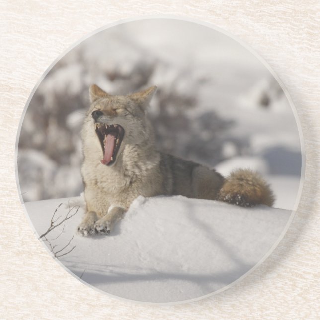 Coyote Snow Yawn Untersetzer (Vorne)