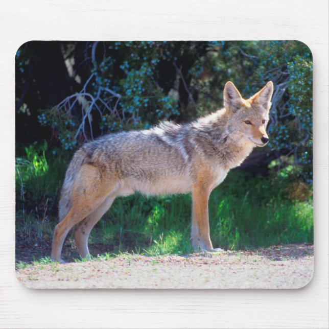 Coyote steht an einer Straße Mousepad (Vorne)
