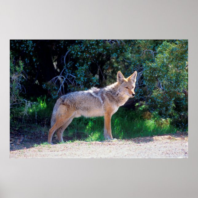 Coyote steht an einer Straße Poster (Vorne)