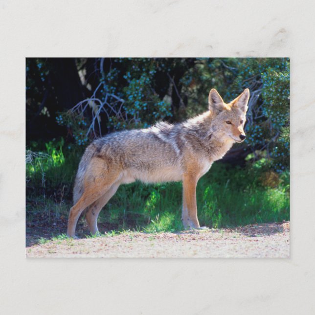 Coyote steht an einer Straße Postkarte (Vorderseite)