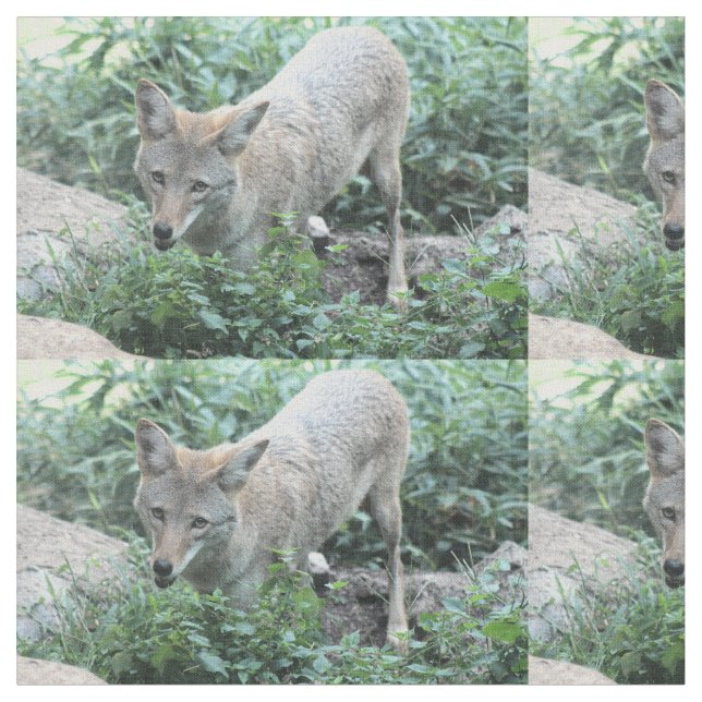 Coyote Stoff (Nahaufnahme)