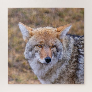 Coyote Wild Dog Puzzle