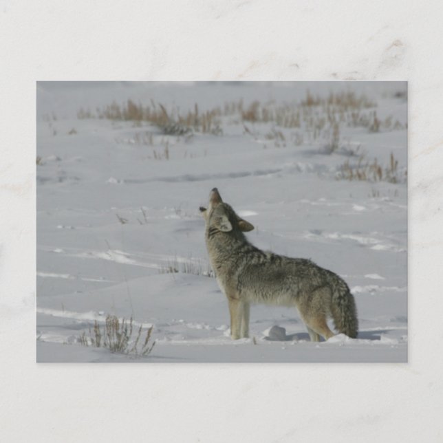 Coyote Wildlife Series # 6 Postkarte (Vorderseite)