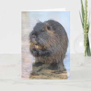 Coypu im Wasser Karte