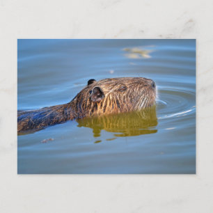 Coypu schließen Schwimmen im Teich Postkarte