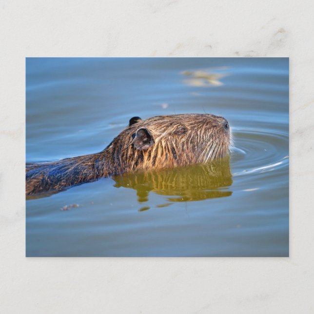Coypu schließen Schwimmen im Teich Postkarte (Vorderseite)