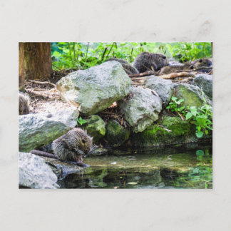 Coypus Postkarte