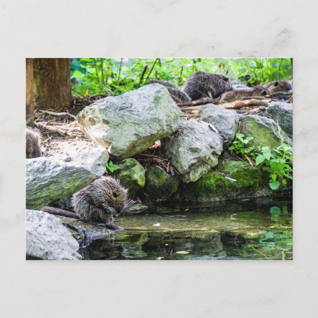 Coypus Postkarte (Vorderseite)