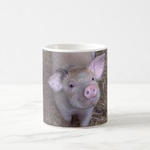 Cozmico Tasse
